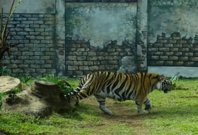 Lembang Park and Zoo , Wisata Menarik yang Wajib Dikunjungi Bersama Keluarga